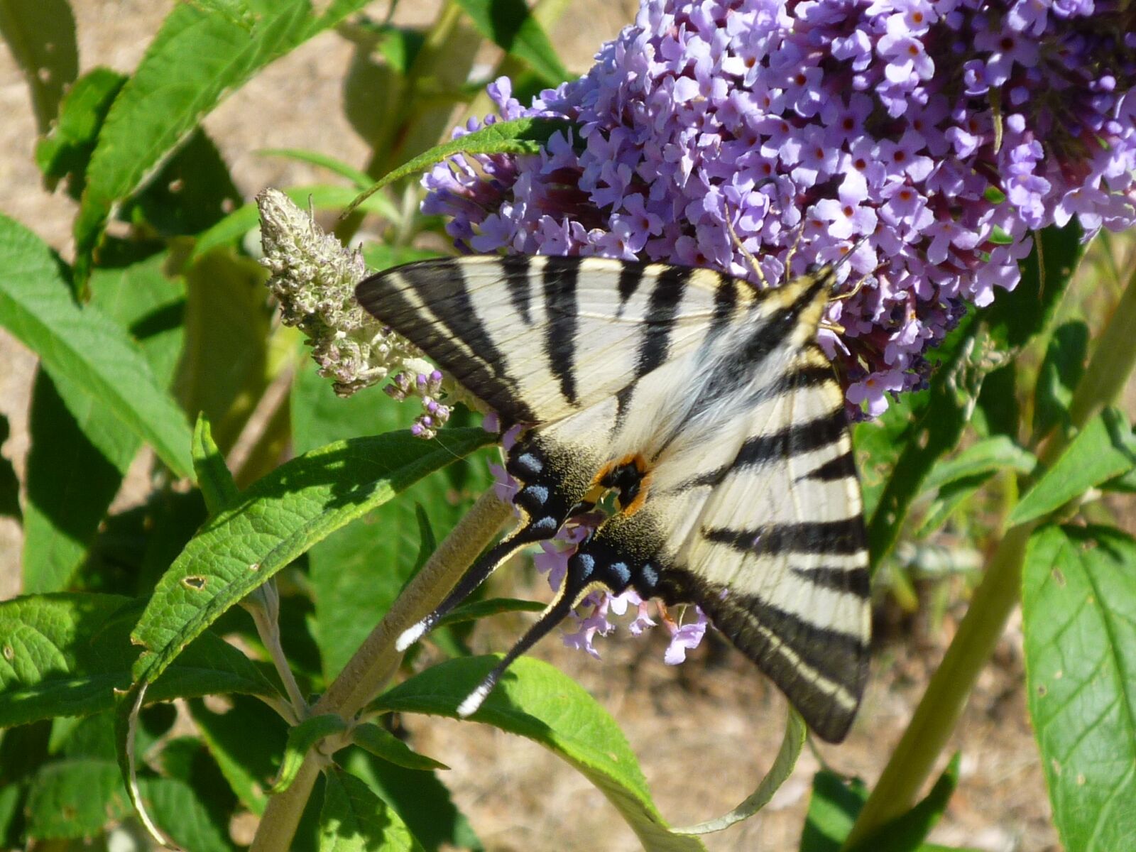 Panasonic DMC-FS15 sample photo. Nature, butterfly, flowers photography