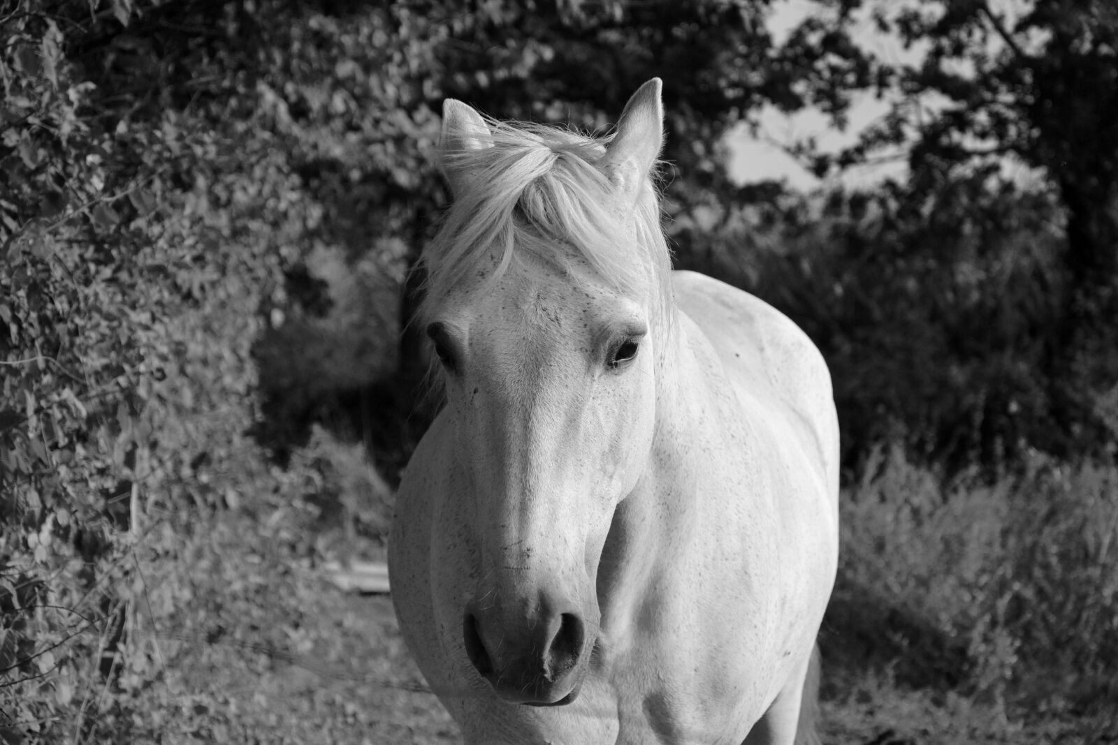 Nikon D5200 sample photo. Horse, head face, eyes photography