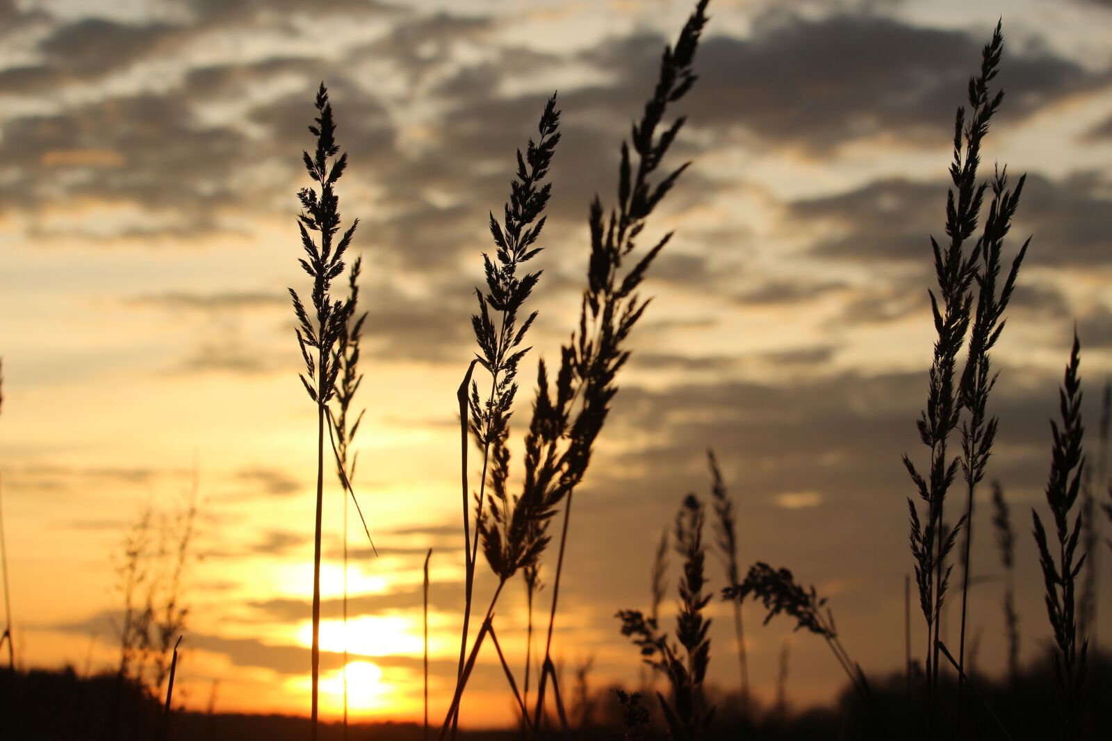 Canon EOS 100D (EOS Rebel SL1 / EOS Kiss X7) sample photo. Sun, sunset, evening sky photography