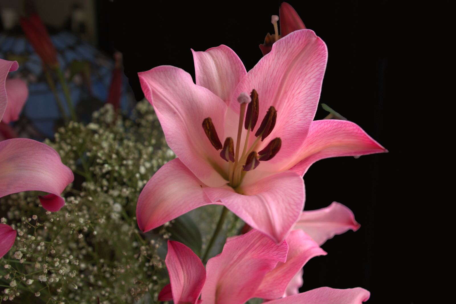 Nikon D5200 sample photo. Lily, pink, blossom photography
