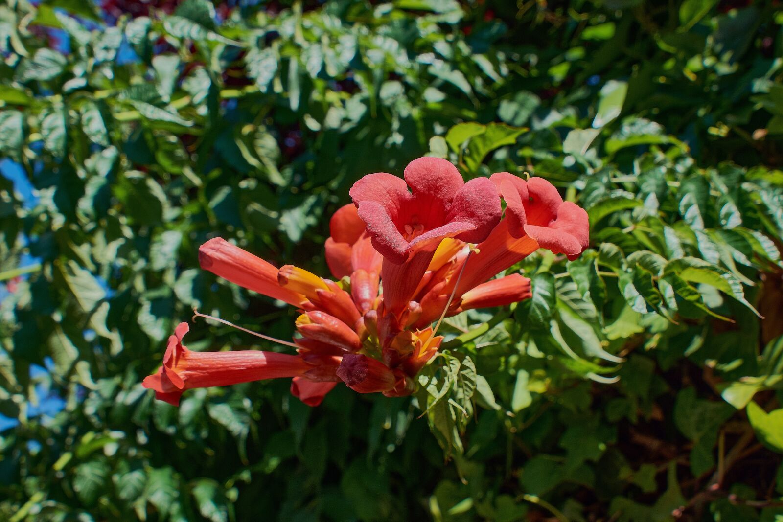 Nikon D7200 sample photo. Grandiflora, garden, petals photography