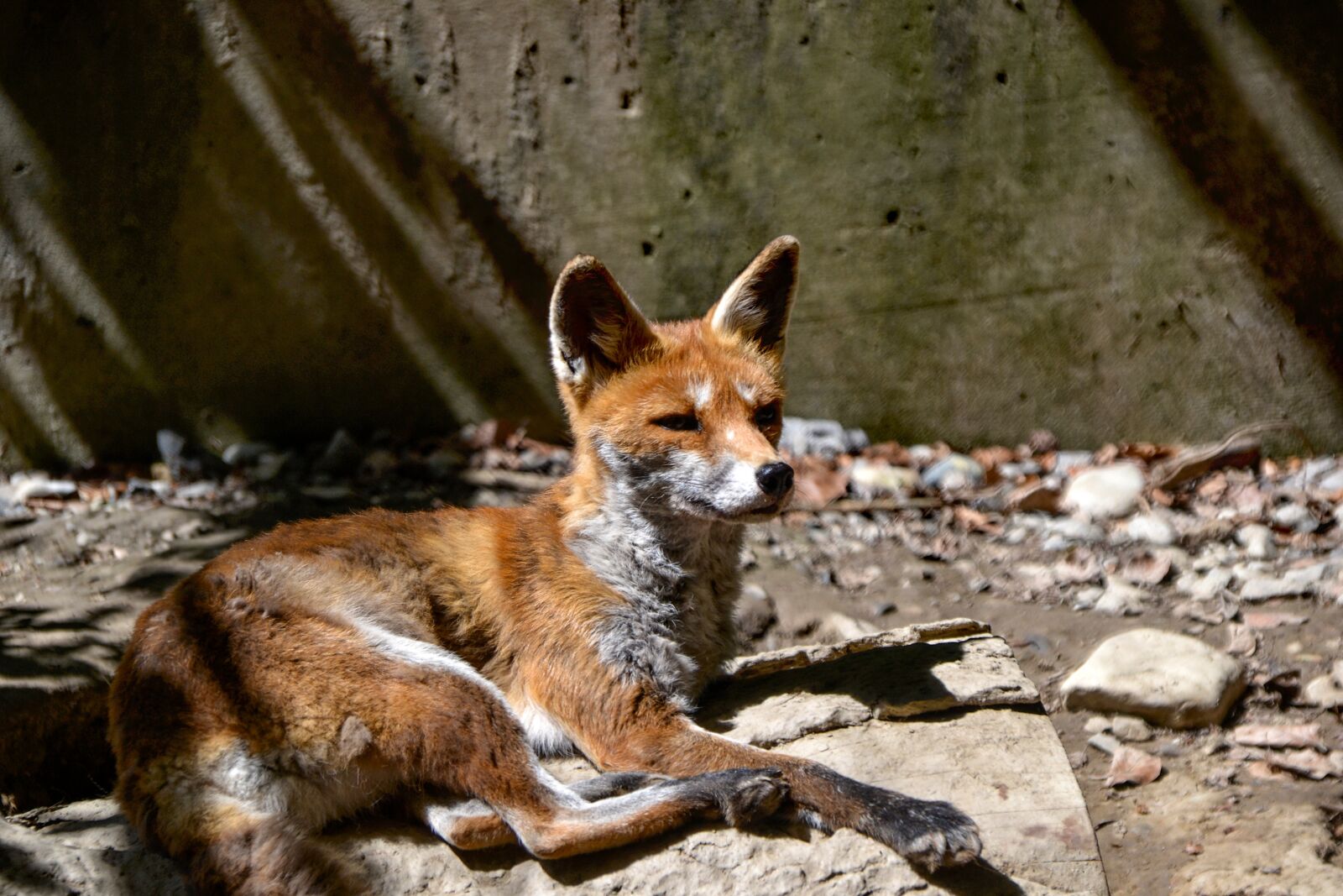 Nikon D3100 sample photo. Fuchs, animal, mammal photography
