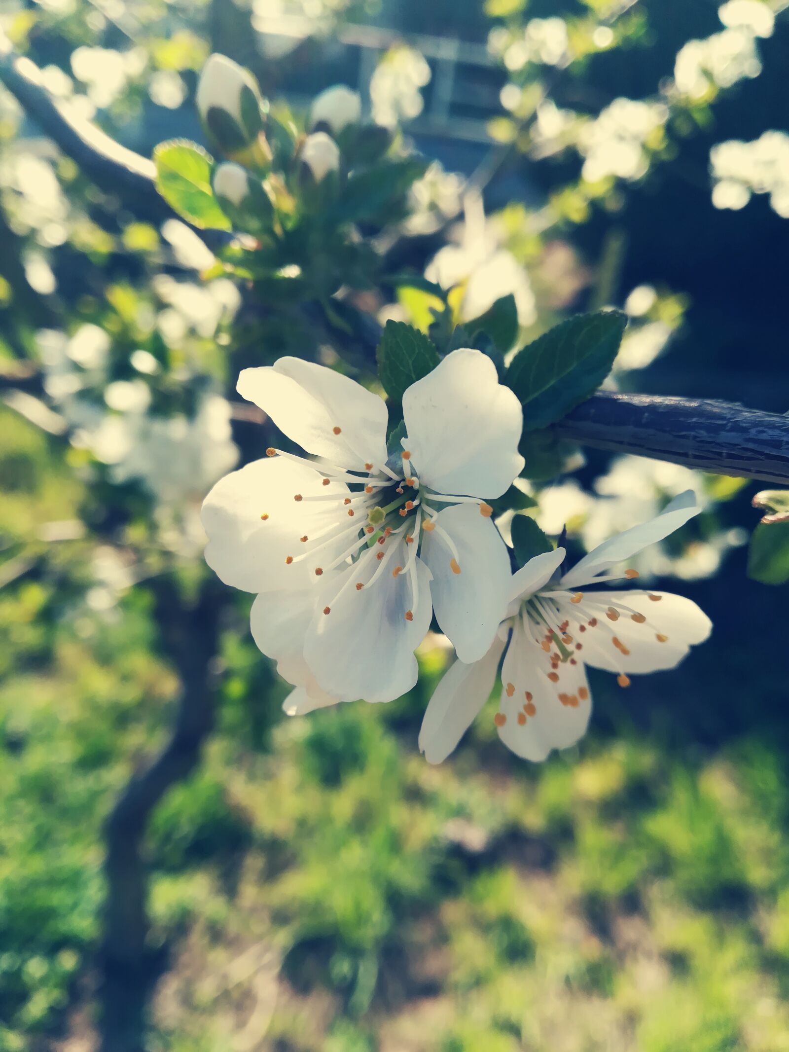 HUAWEI P10 lite sample photo. Apple, tree, flower photography
