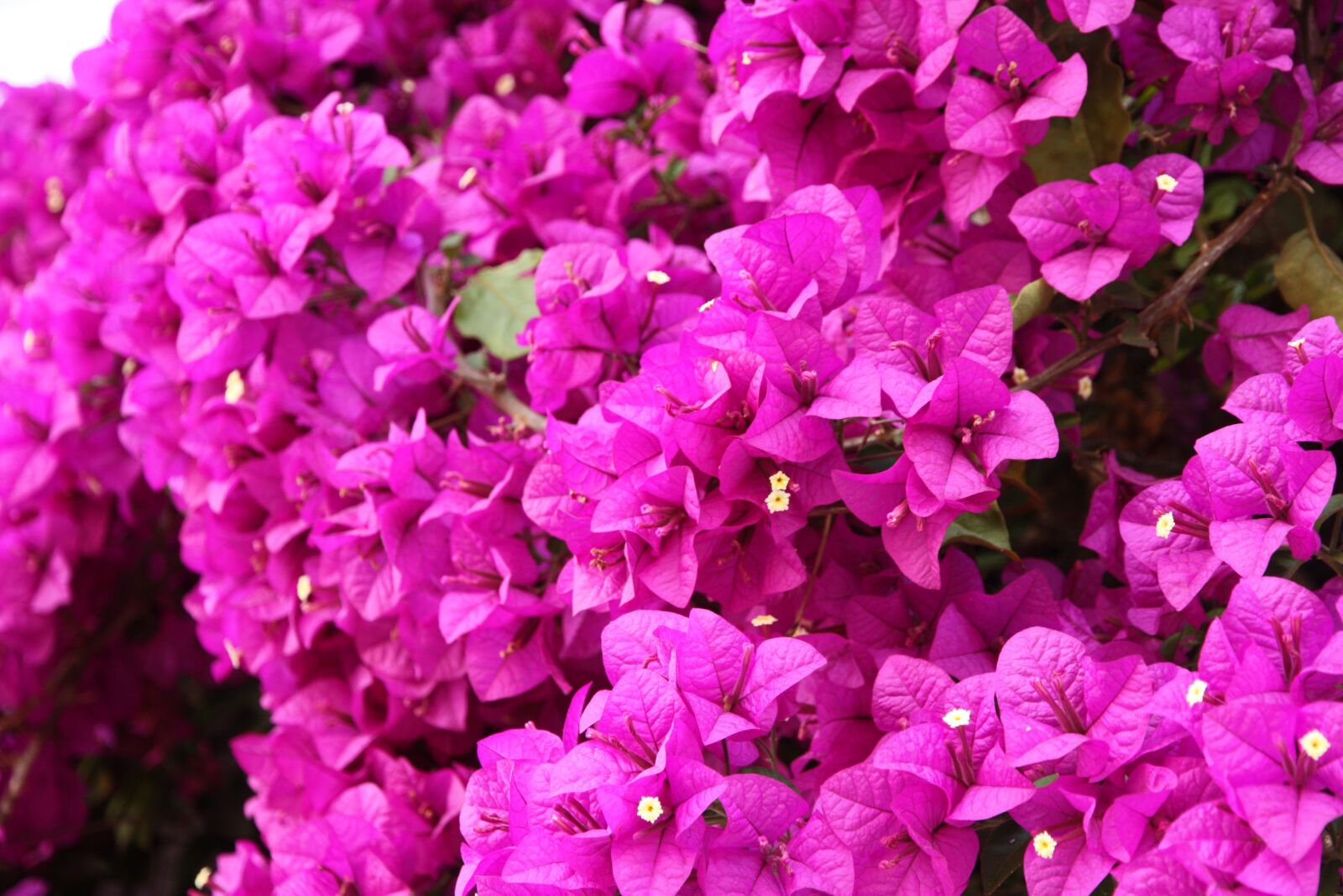 Canon EOS 450D (EOS Rebel XSi / EOS Kiss X2) sample photo. Bougainvillea, flowers, pink photography
