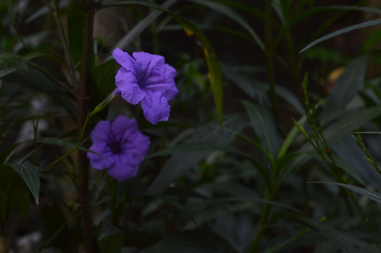 Nikon D3200 sample photo. Garden, flower, nature photography