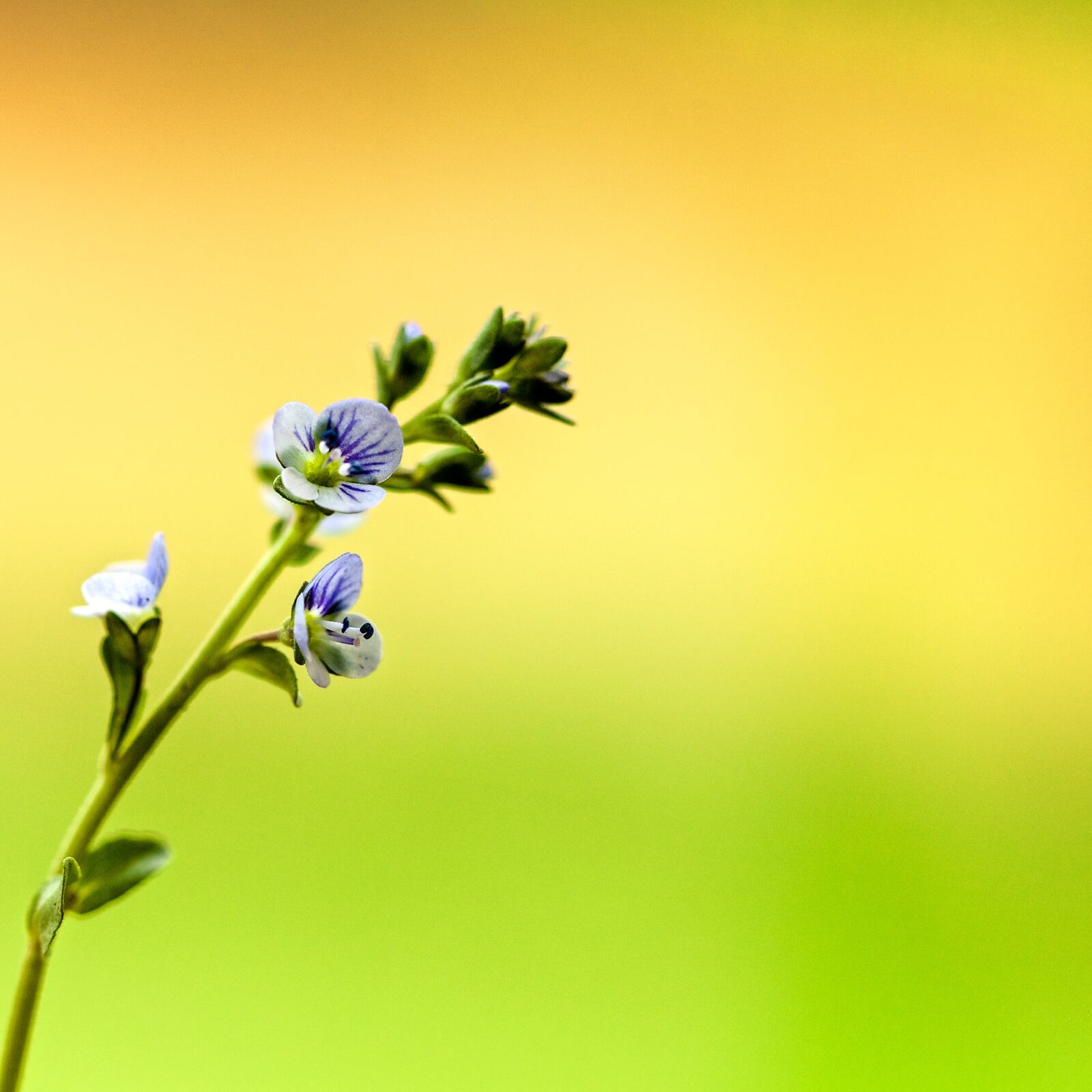 Canon EF 100mm F2.8L Macro IS USM sample photo. Flower, tiny, macro photography