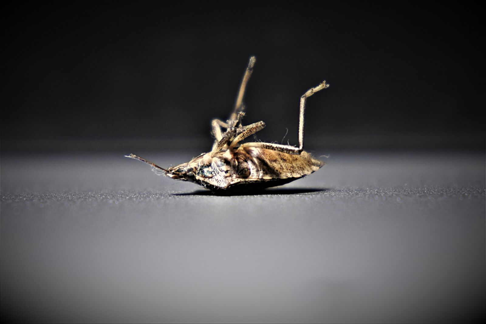 Nikon 1 J5 sample photo. Bedbugs, insect, close up photography