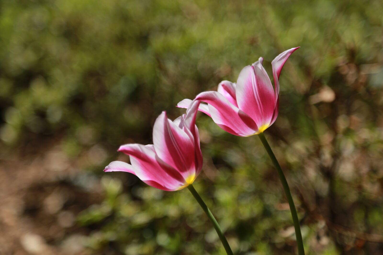 Canon EOS 6D + Canon EF 24-105mm F4L IS USM sample photo. Nature, plants, flowers photography