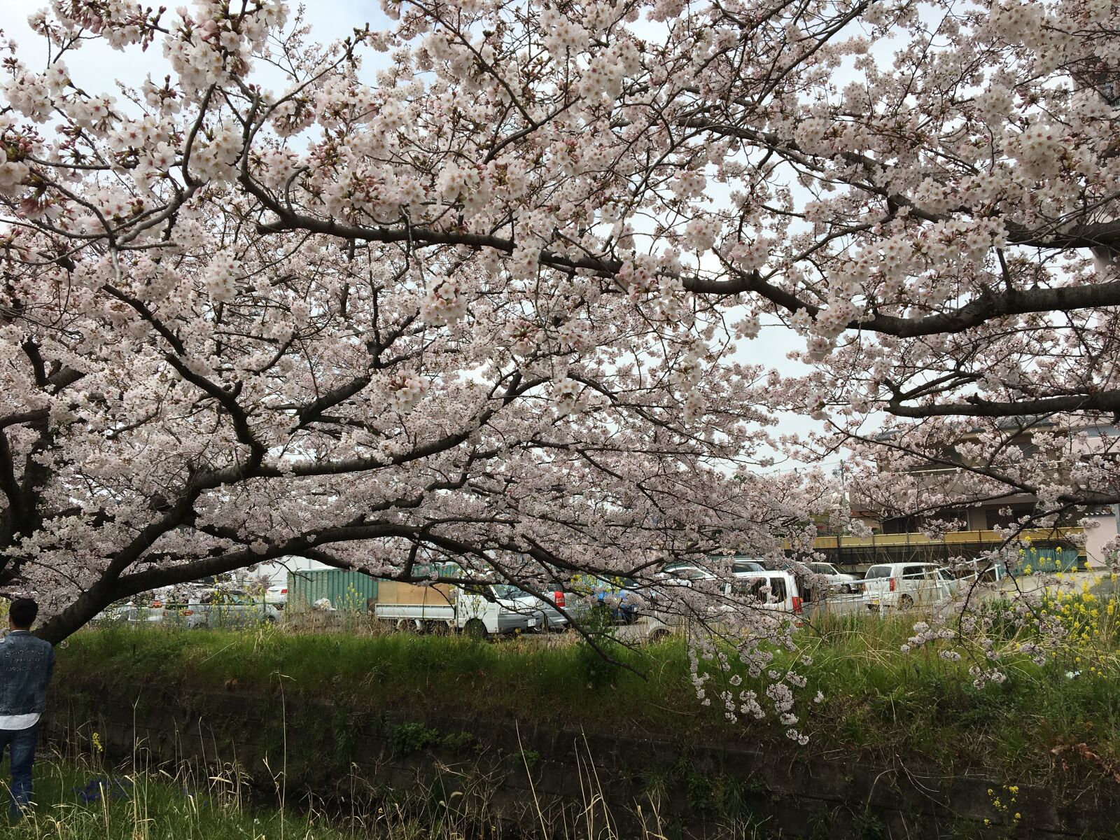 Apple iPhone 6s sample photo. Cherry blossom, flower, petal photography