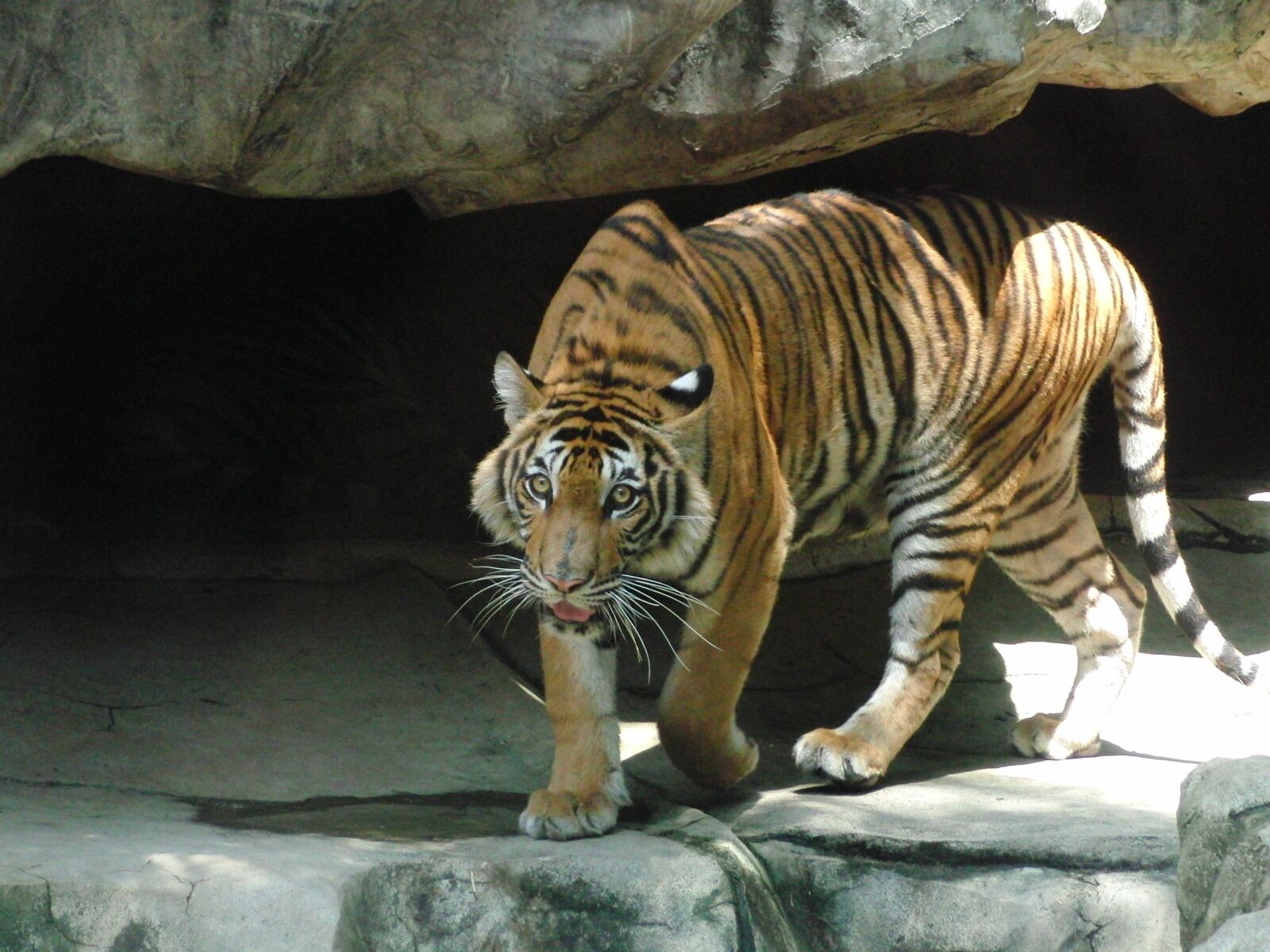 CASIO EX-FC100 sample photo. Indonesian tiger, predator, dangerous photography