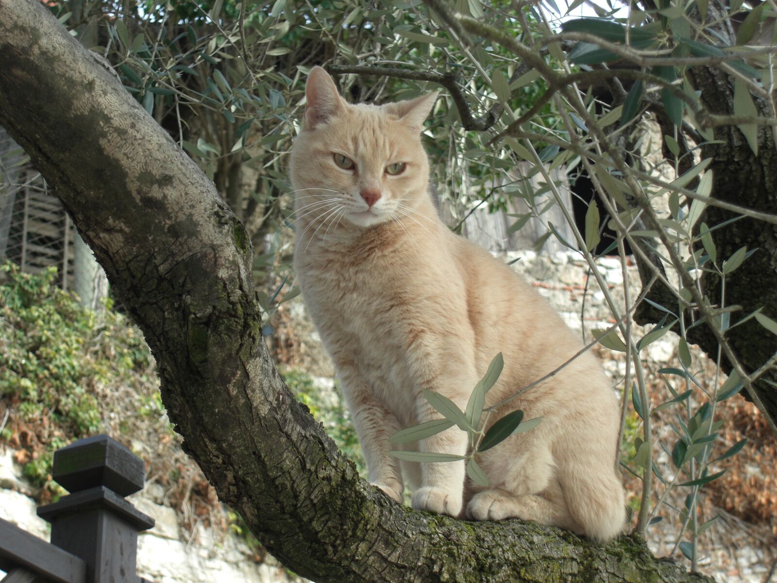 CASIO EX-Z1080 sample photo. Nature, tree, animal photography