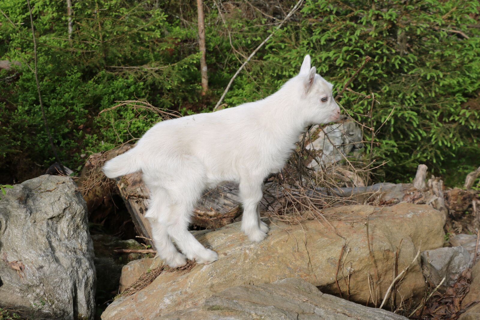 Canon EOS 750D (EOS Rebel T6i / EOS Kiss X8i) sample photo. Goat, kid, summer photography