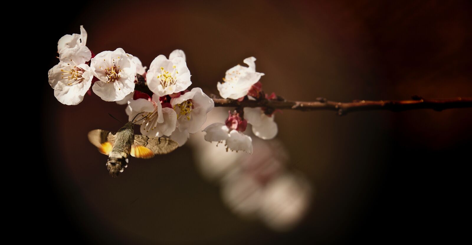Nikon D810 sample photo. Flower, nature, tree photography