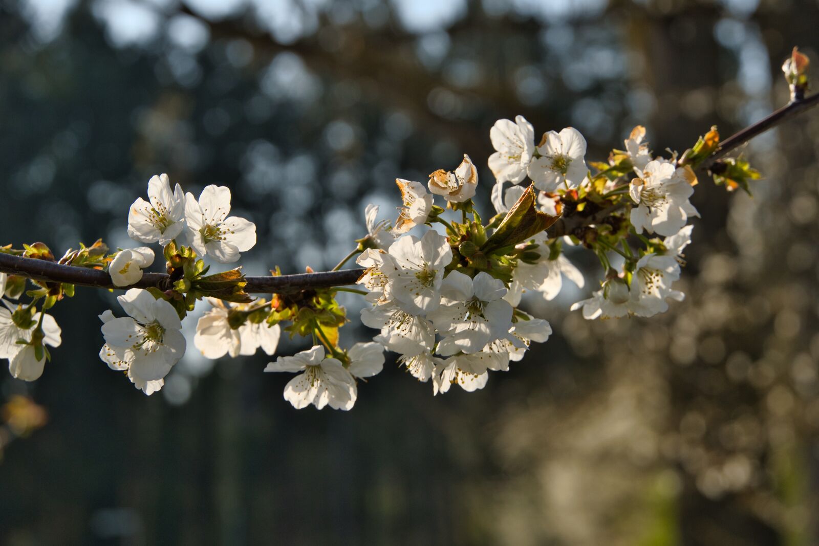Sony a6400 sample photo. Flowers, bush, spring photography