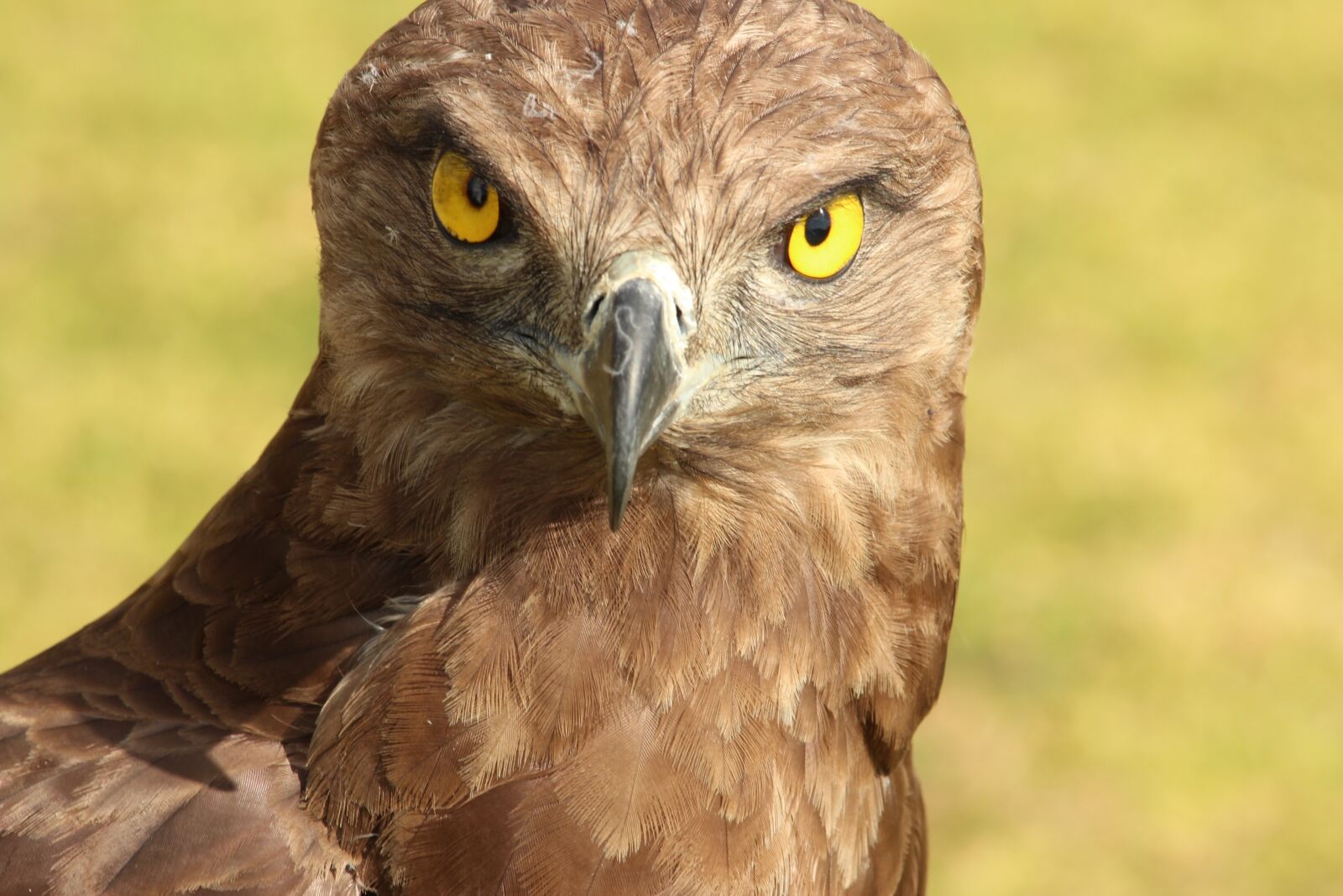 Canon EOS 600D (Rebel EOS T3i / EOS Kiss X5) sample photo. Owl, bird, feather photography