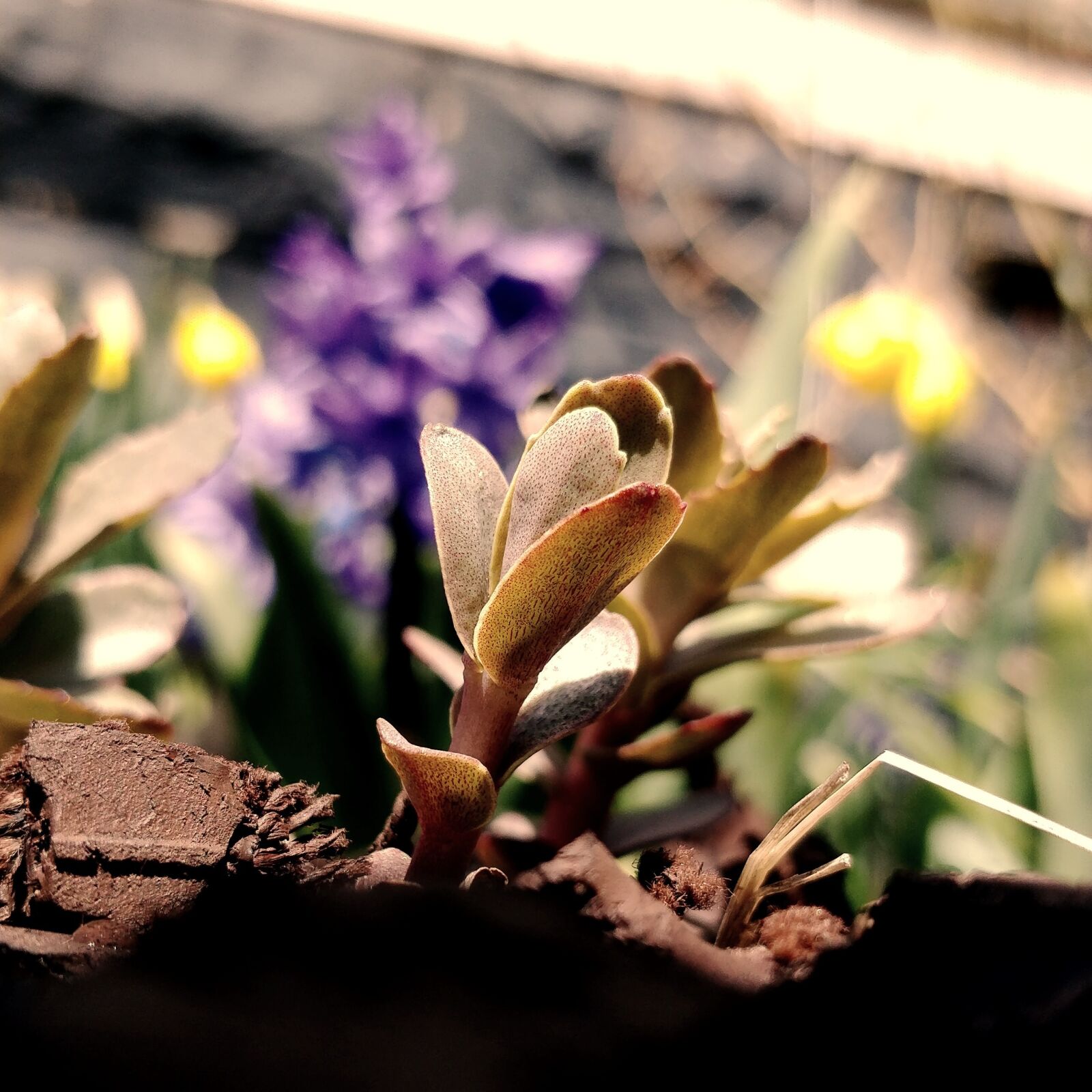 OnePlus 5 sample photo. Nature, leaf, flora photography
