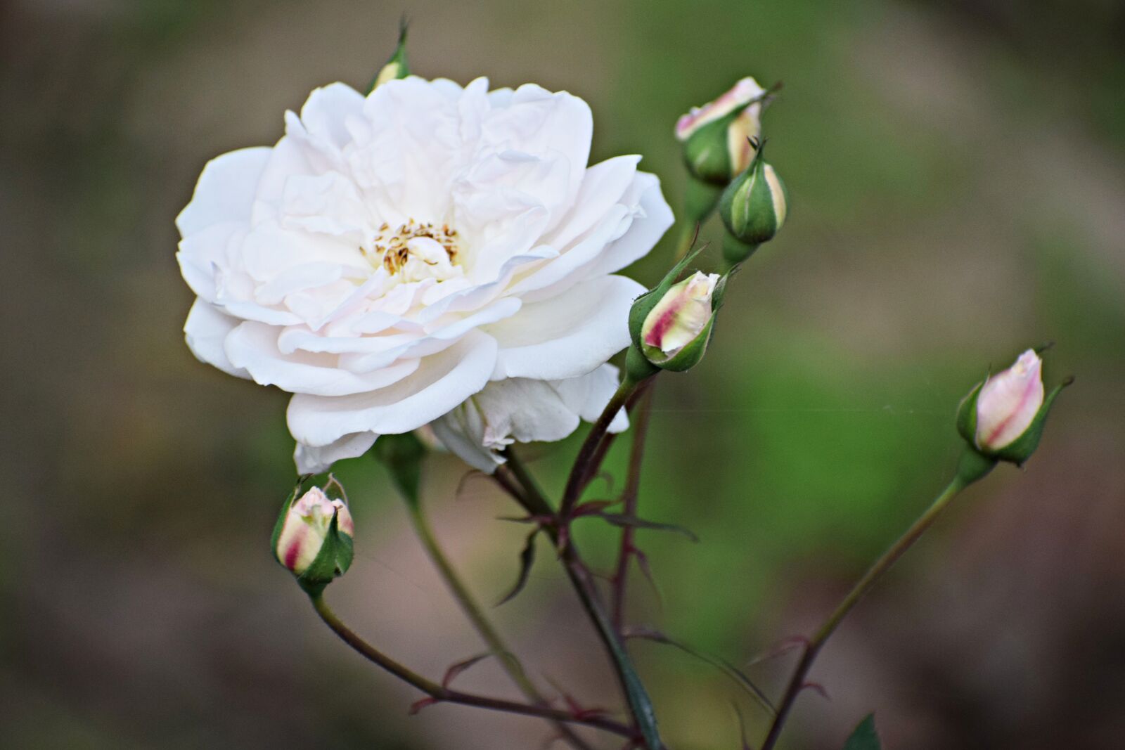 Nikon D3300 sample photo. Flower, white, rose photography
