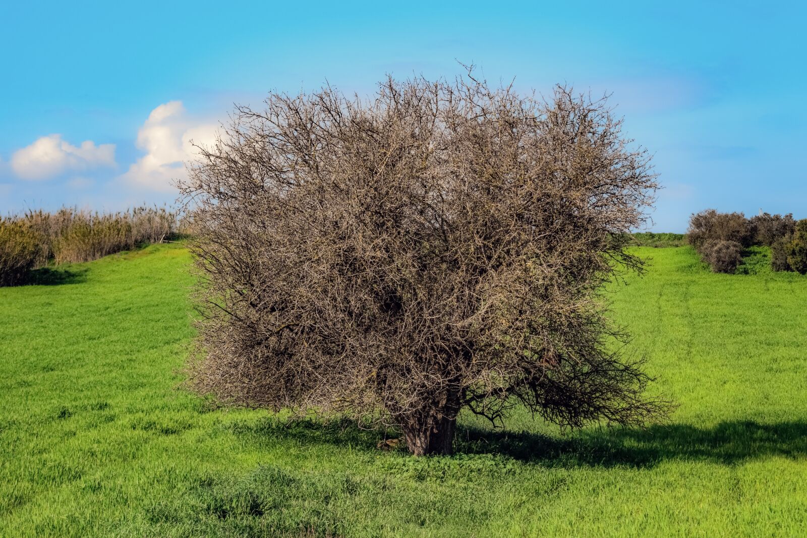 Nikon D3300 sample photo. Tree, prairie, nature photography