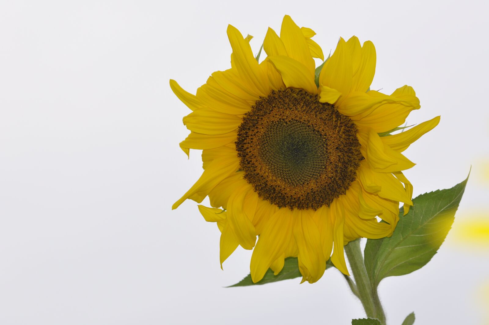 Nikon D90 sample photo. Sunflower, autumn, yellow photography