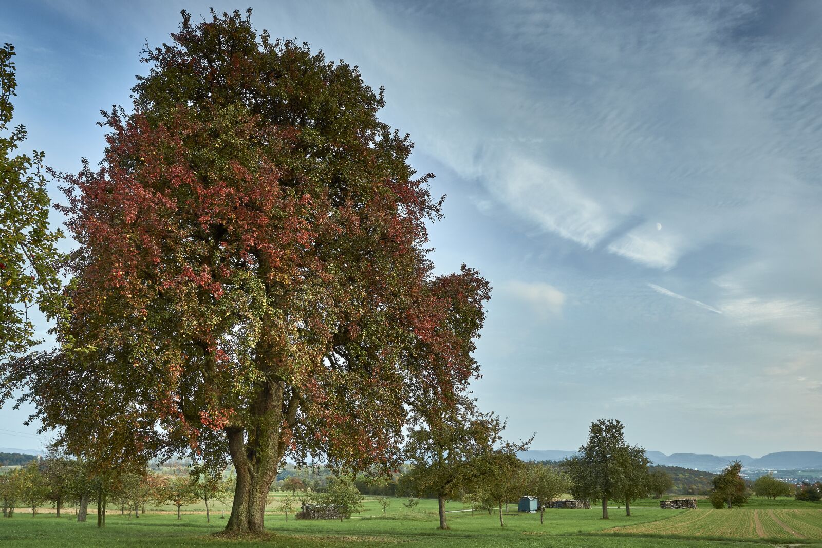 Sony SLT-A77 sample photo. Tree, nature, landscape photography
