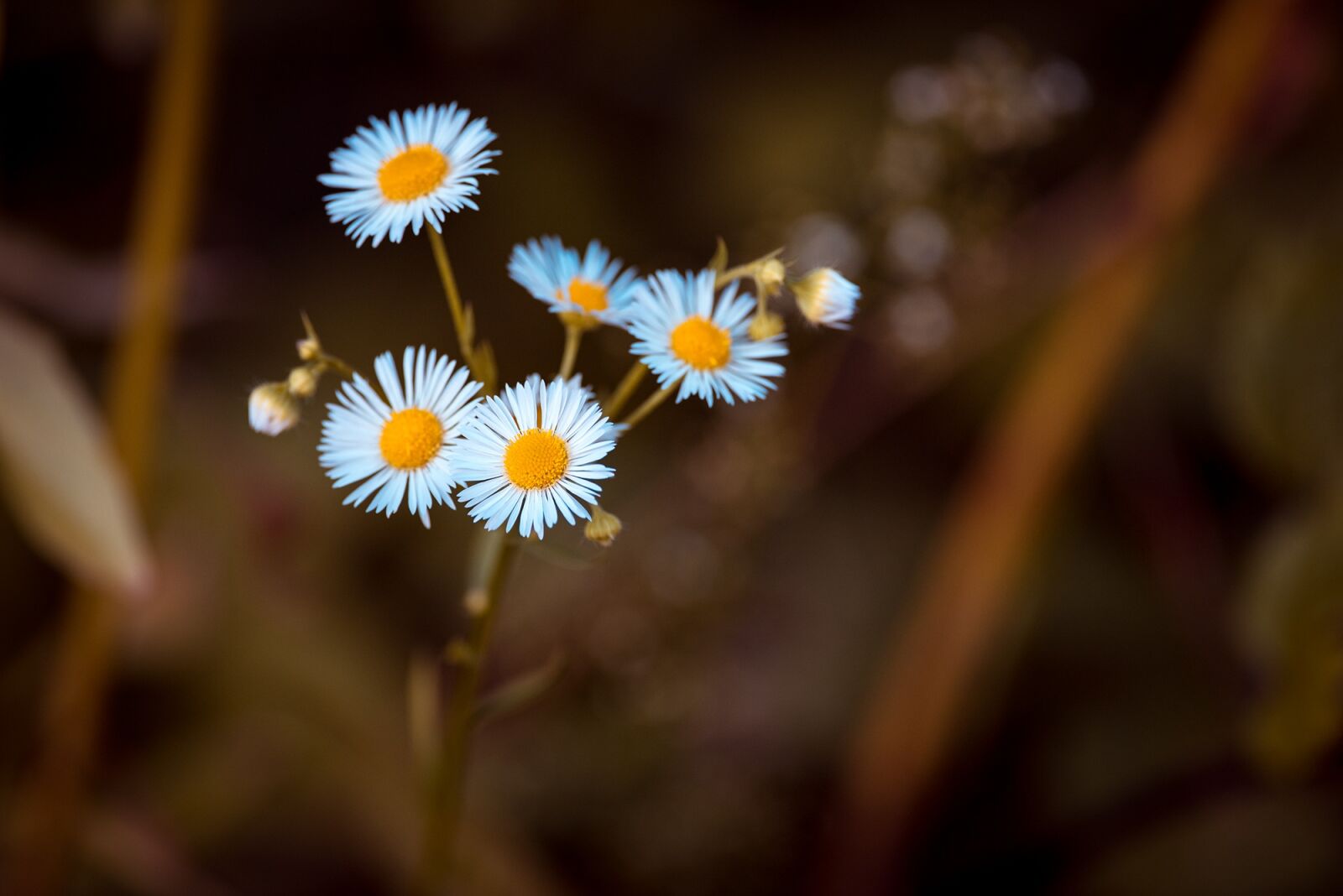 Nikon D750 sample photo. Annual fleabane, occupation herb photography