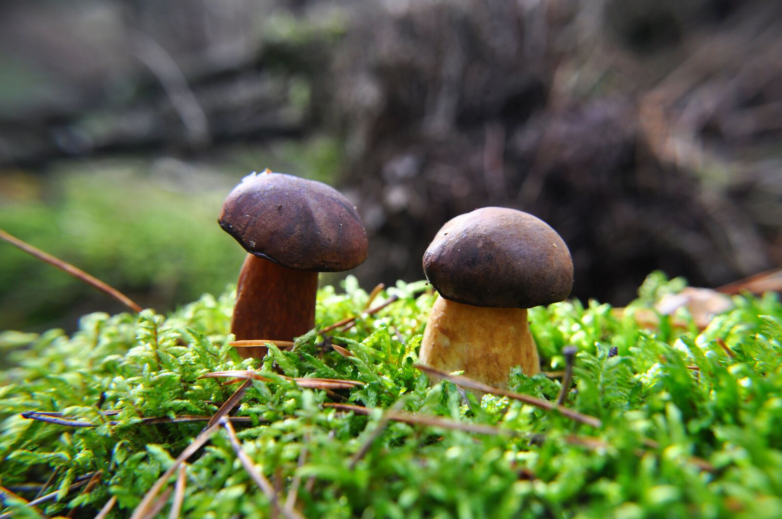 Nikon D5000 sample photo. Mushroom, mushrooms, forest photography