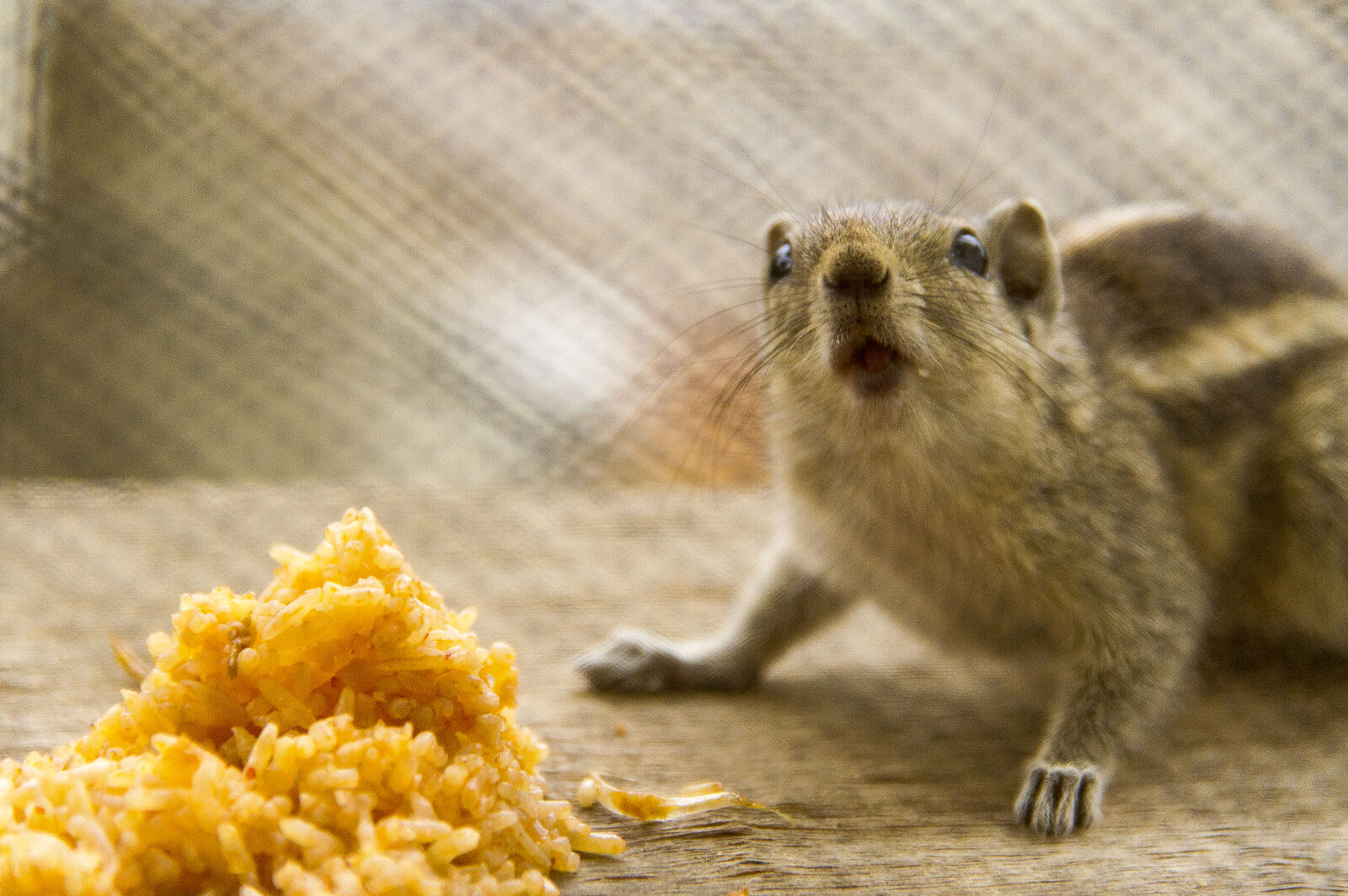Canon EOS 7D sample photo. Squirrel photography