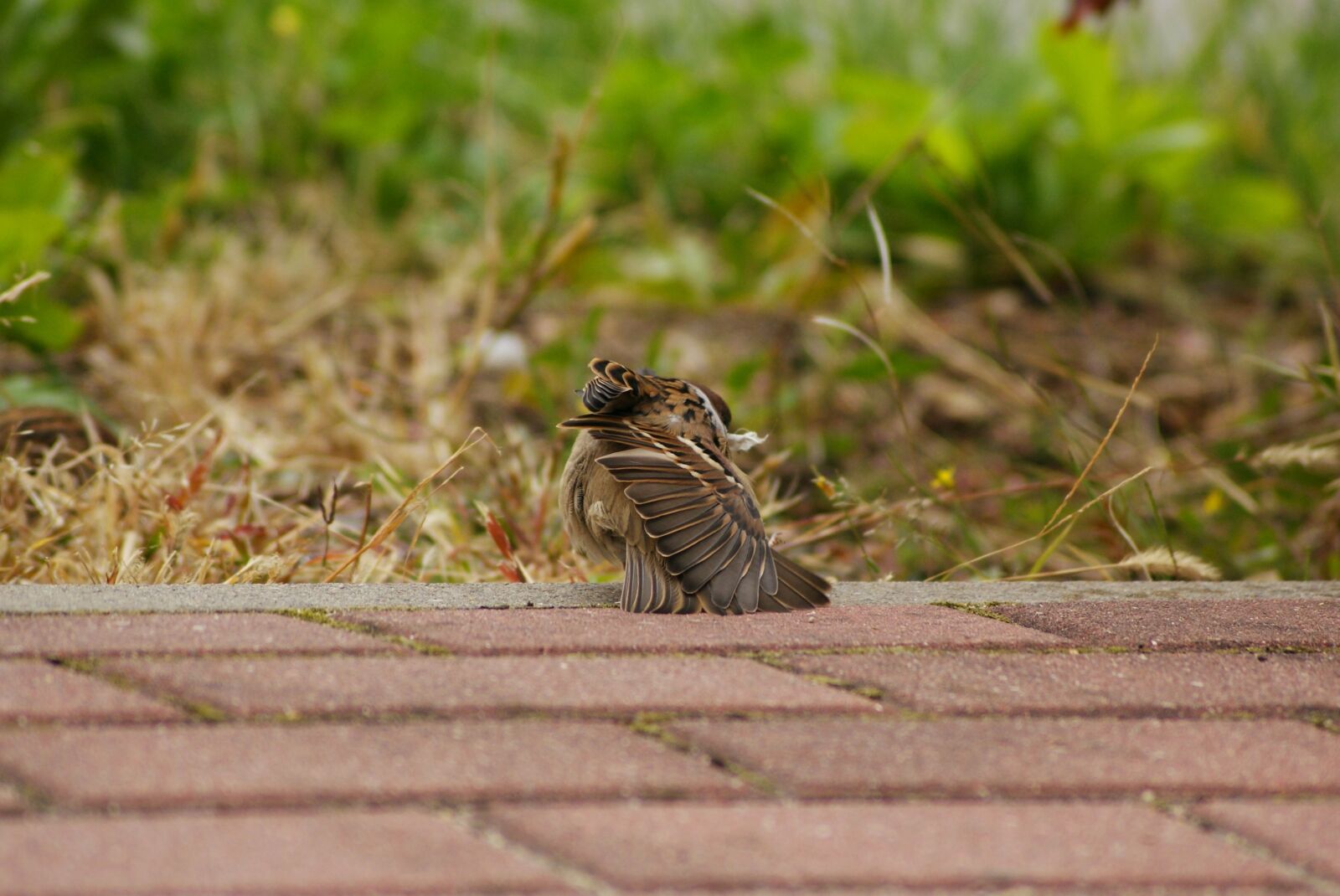 Sony Alpha DSLR-A300 sample photo. The sparrow, mazurka, pen photography