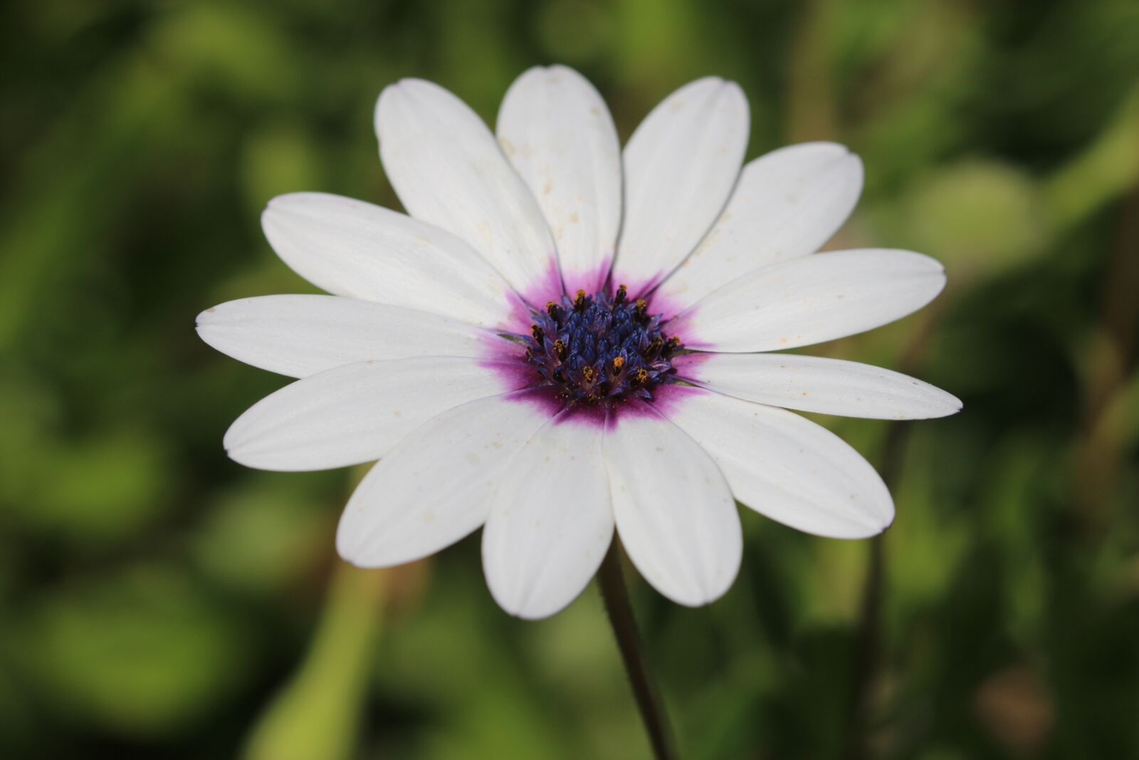 Canon EOS 70D + Canon EF 100mm F2.8 Macro USM sample photo. Daisy, white, flower photography