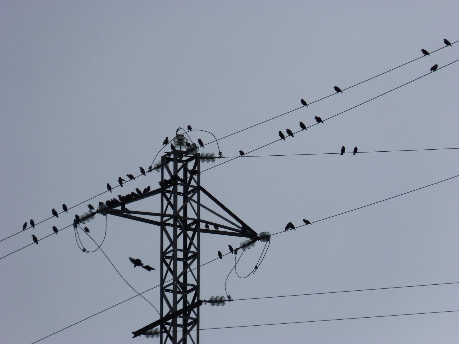 Panasonic DMC-FZ62 sample photo. Birds, cables, power line photography