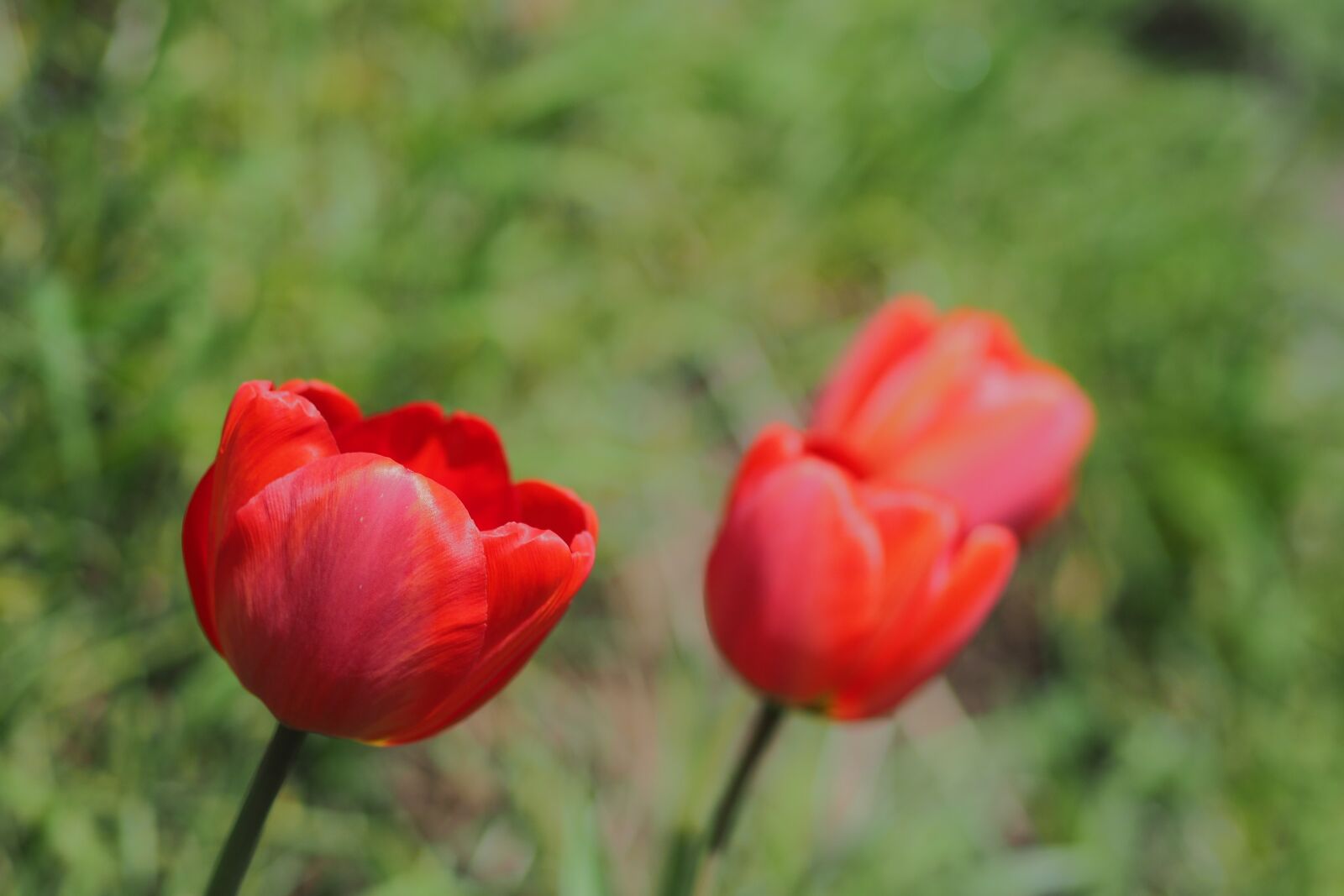 Olympus OM-D E-M5 II + Olympus M.Zuiko Digital 45mm F1.8 sample photo. Flower, nature, plant photography