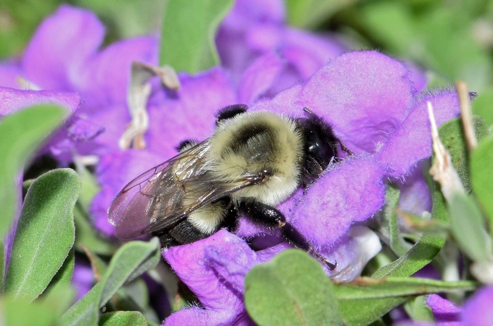 Nikon D5300 sample photo. Bee, bumblebee, flowers photography