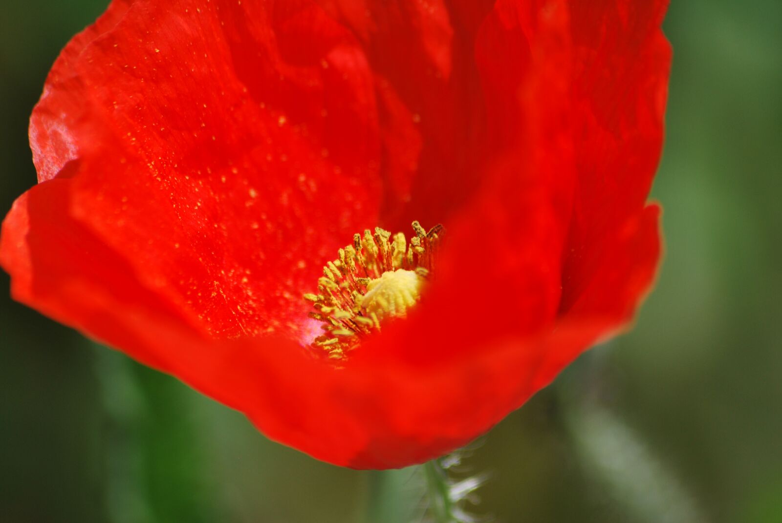 Nikon D60 sample photo. Poppy, red, flower photography