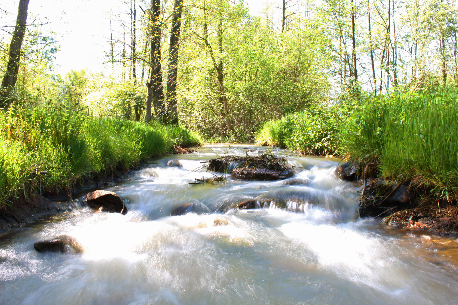 Canon EOS 500D (EOS Rebel T1i / EOS Kiss X3) sample photo. Branches, brook, fresh, fresh photography