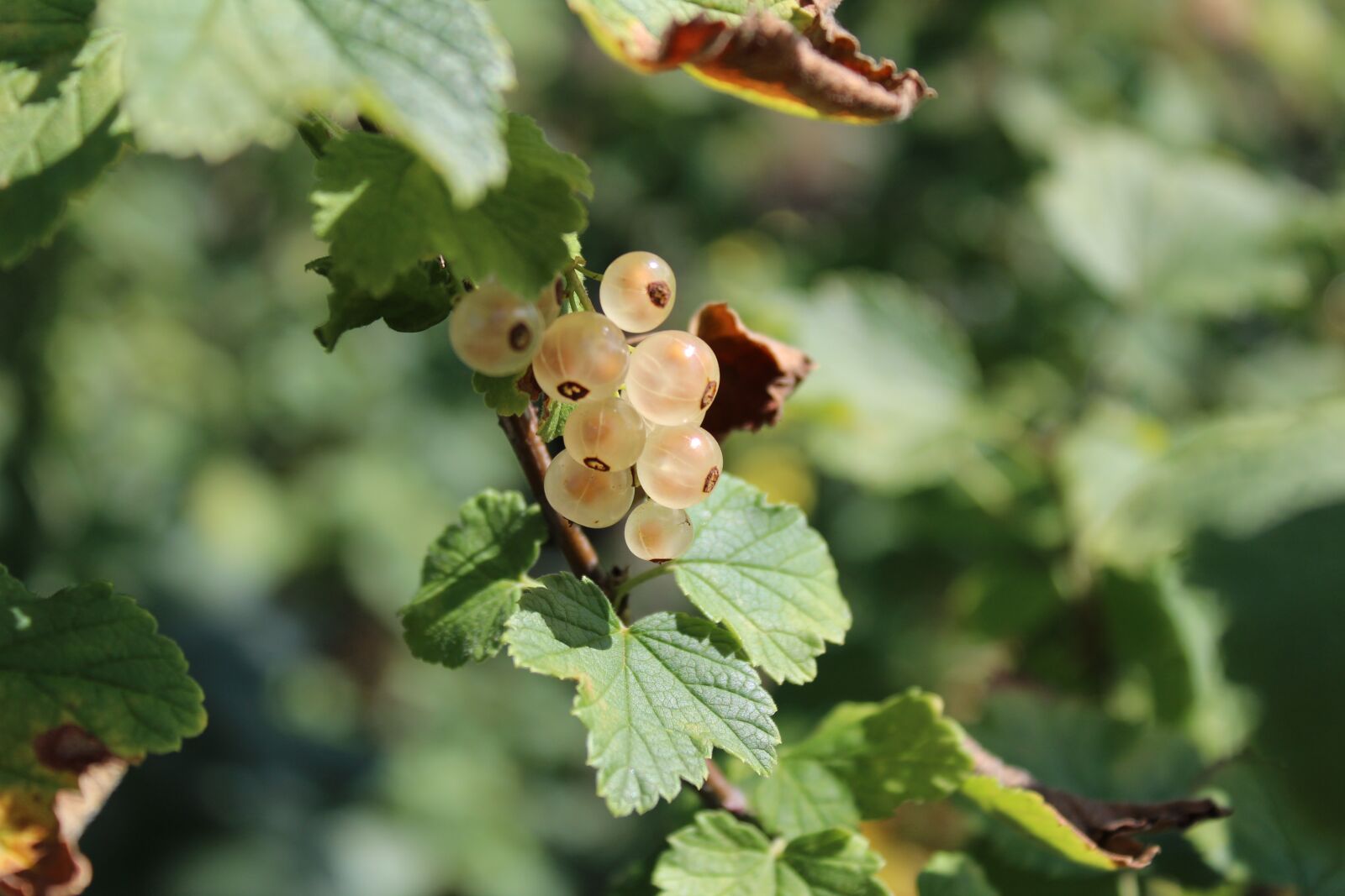 Canon EOS 1300D (EOS Rebel T6 / EOS Kiss X80) sample photo. Currant, macro, garden photography