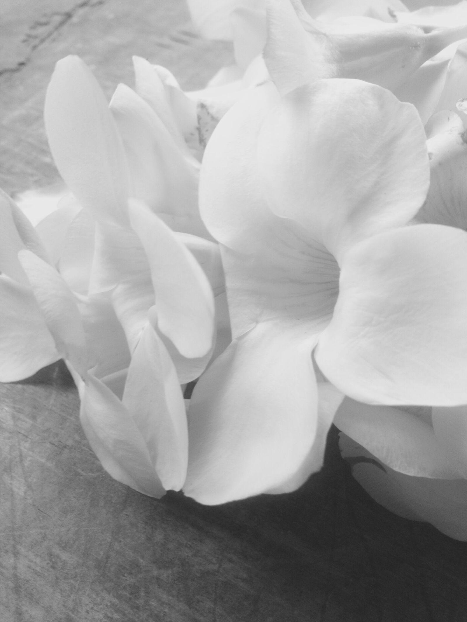 iPhone 4S back camera 4.28mm f/2.4 sample photo. Black, and, white, floral photography