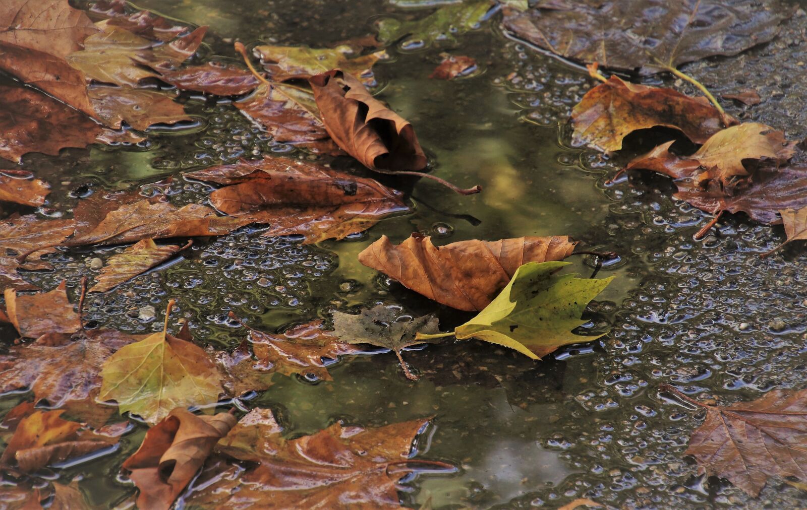 Canon EOS 80D sample photo. Pool, wet, autumn leaves photography
