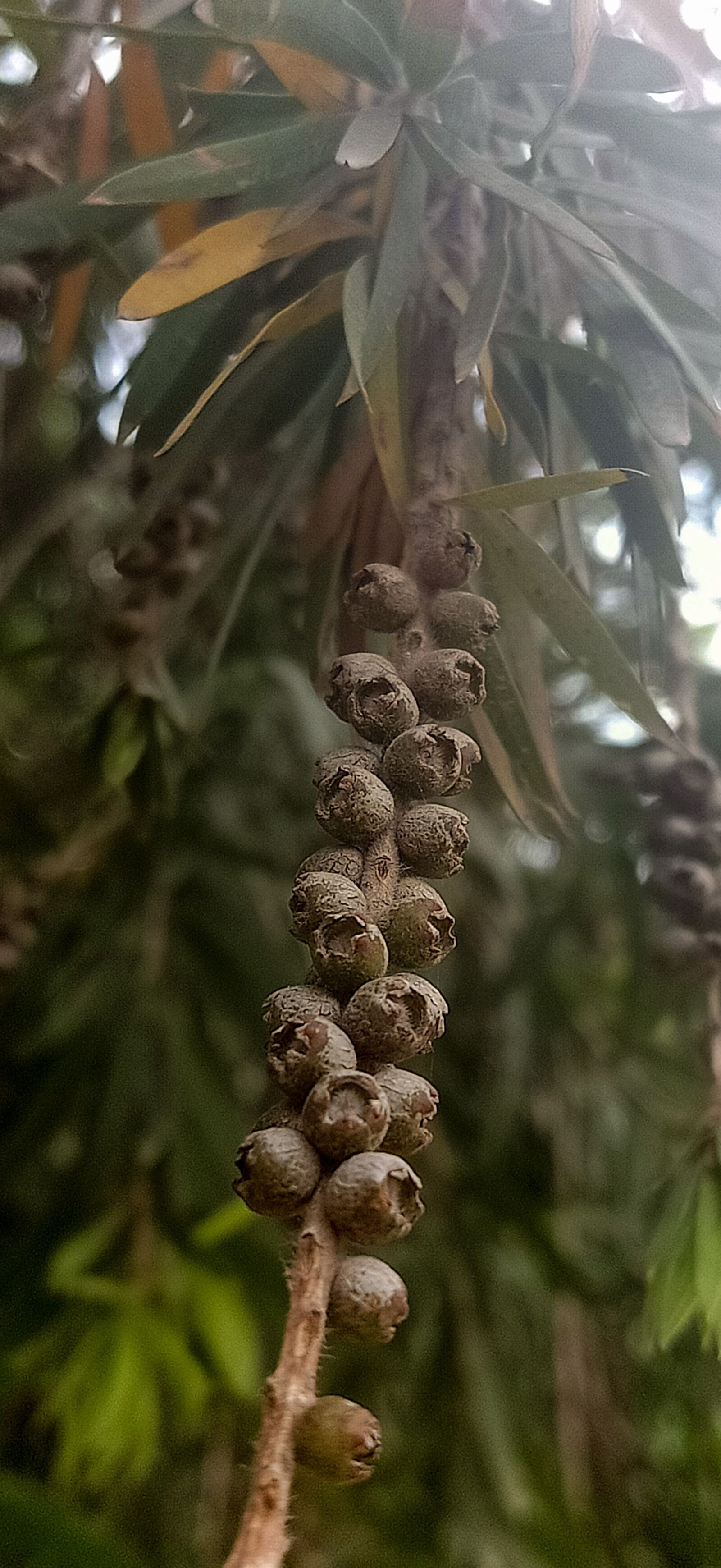 OPPO F11 PRO sample photo. Nature, fruits, best 2020 photography