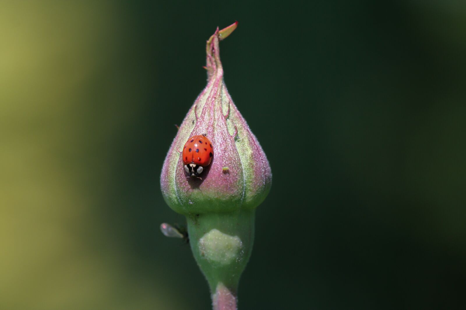 Canon EOS 350D (EOS Digital Rebel XT / EOS Kiss Digital N) sample photo. Ladybug, blossom, bloom photography