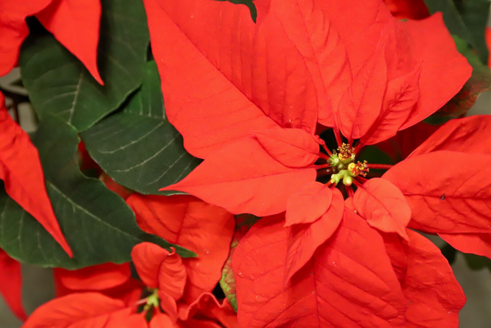 Canon EOS 6D Mark II + Canon EF 24-70mm F4L IS USM sample photo. Poinsettia, red, christmas photography