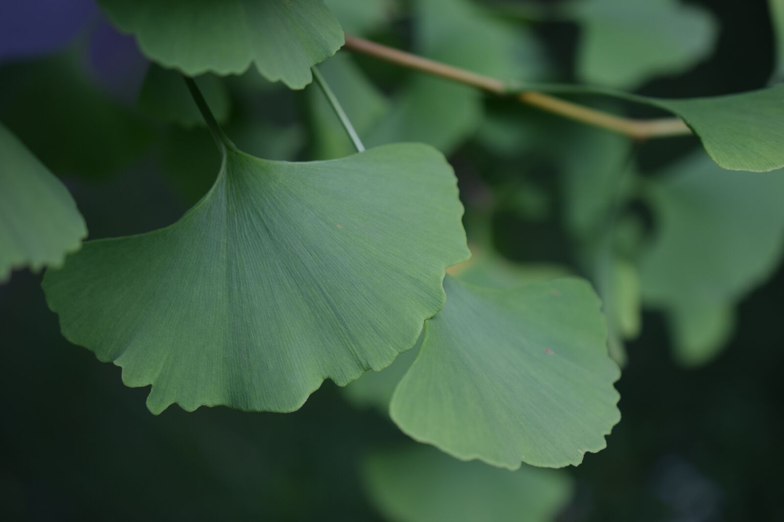 Nikon D3300 sample photo. Ginko, biloba, leaf photography