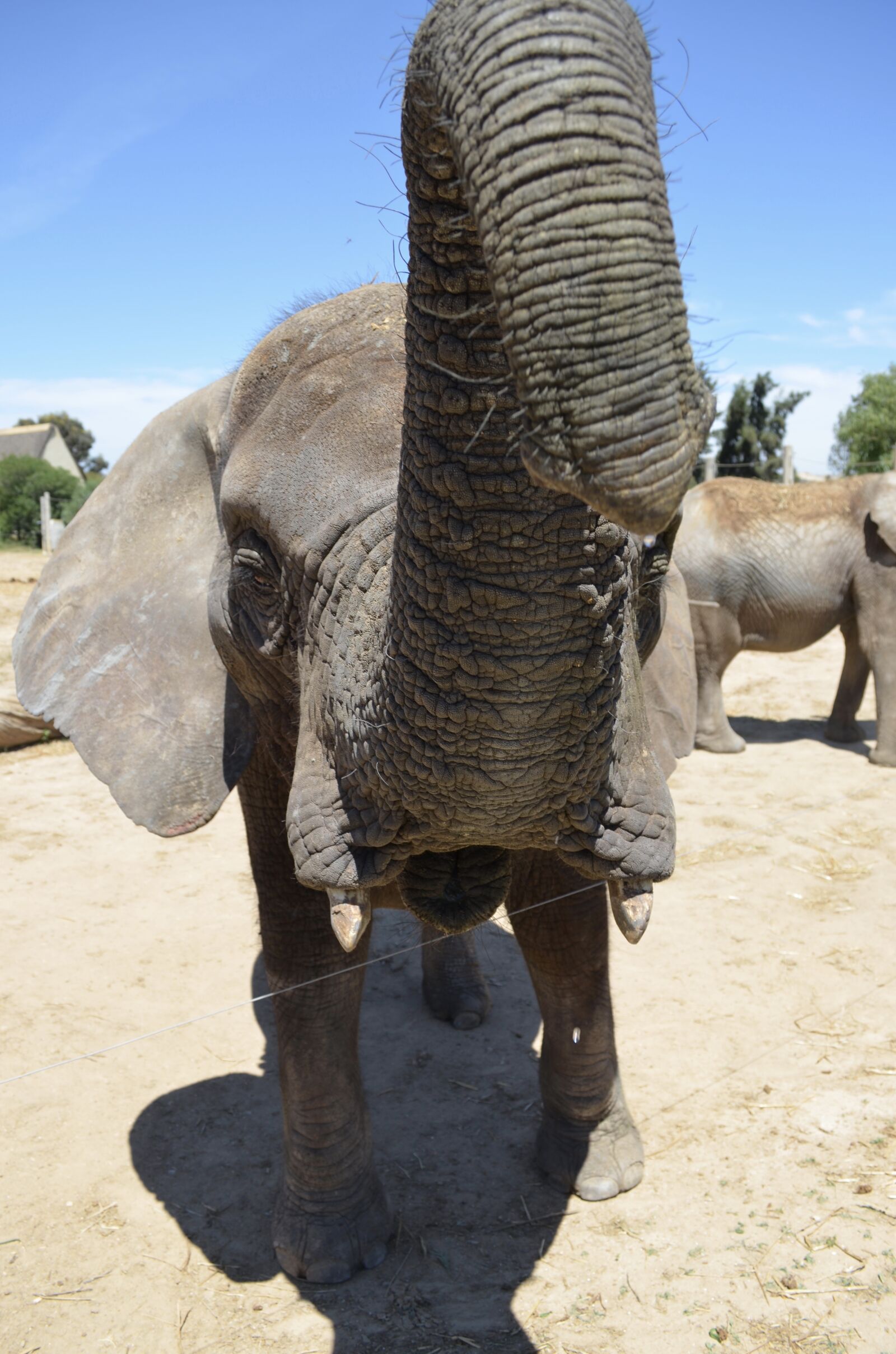 Nikon D5100 sample photo. Elephant, africa, animals photography