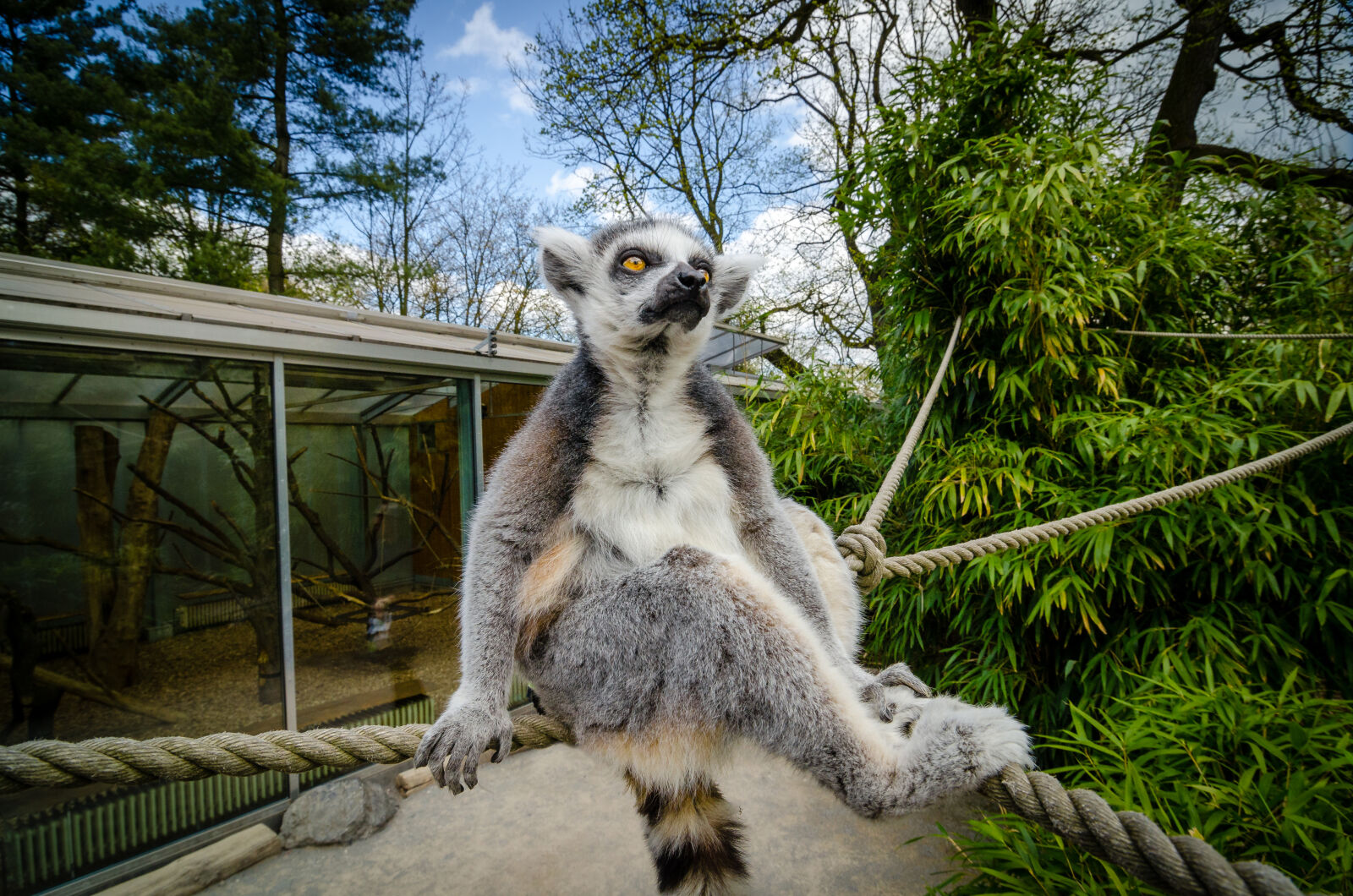 Nikon D7000 sample photo. Gray, and, white, raccoon photography