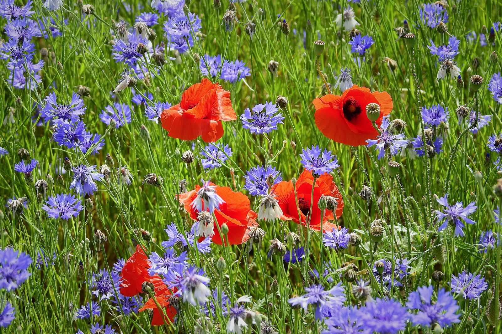 Nikon Coolpix P900 sample photo. Field, cornflowers, poppies photography