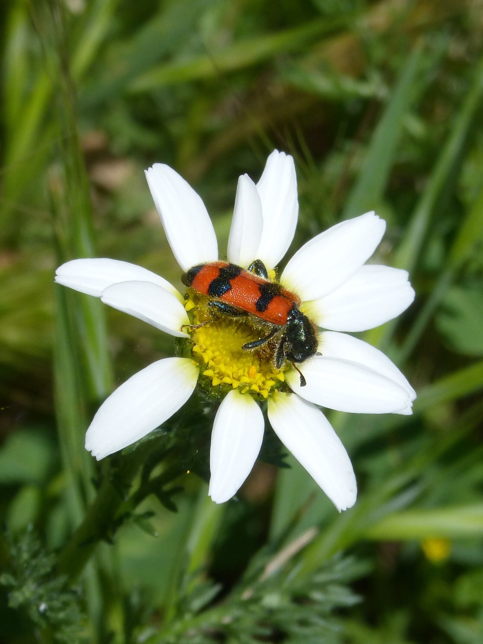 Panasonic DMC-FZ62 sample photo. Beetle, flower, meloidea photography