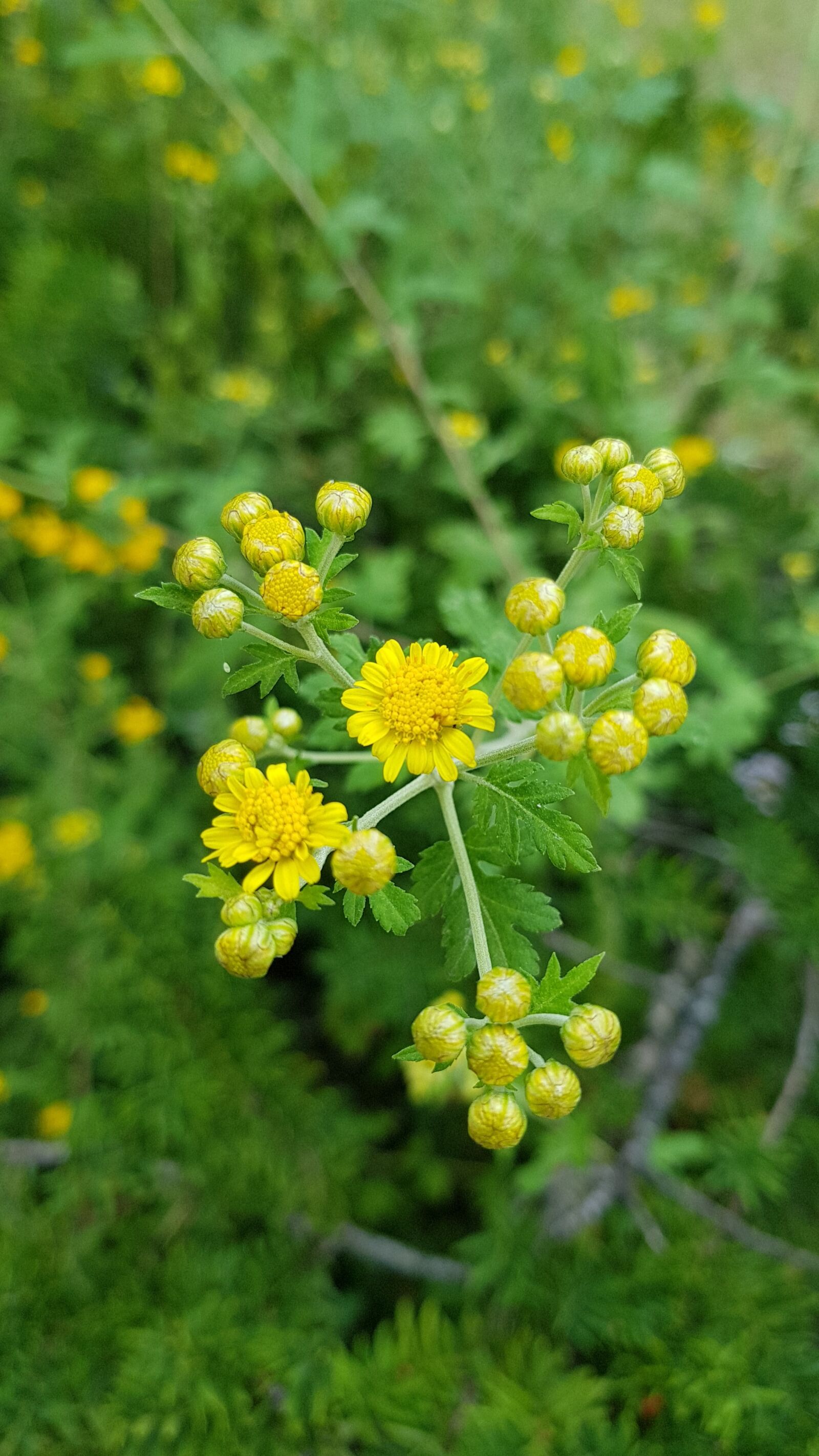 Samsung Galaxy S8+ sample photo. Nature, plants, flowers photography