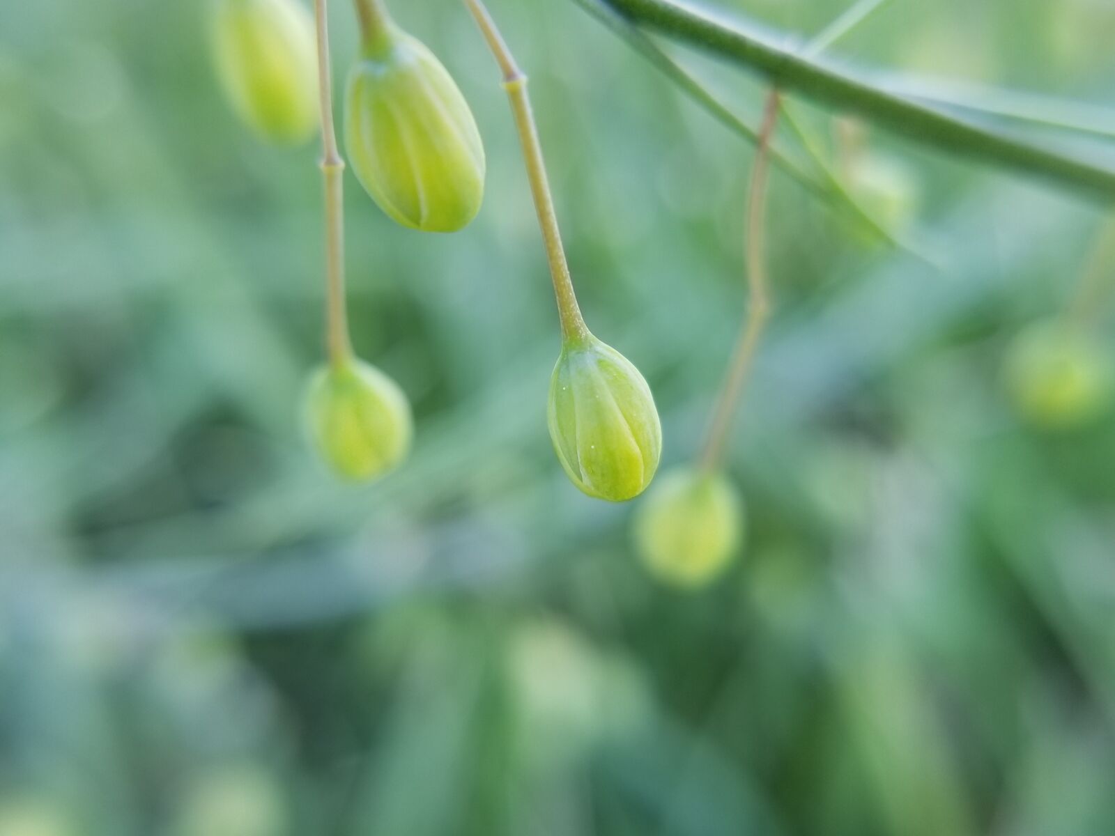 Samsung Galaxy S8 sample photo. Asparagus, berry, vegetable photography