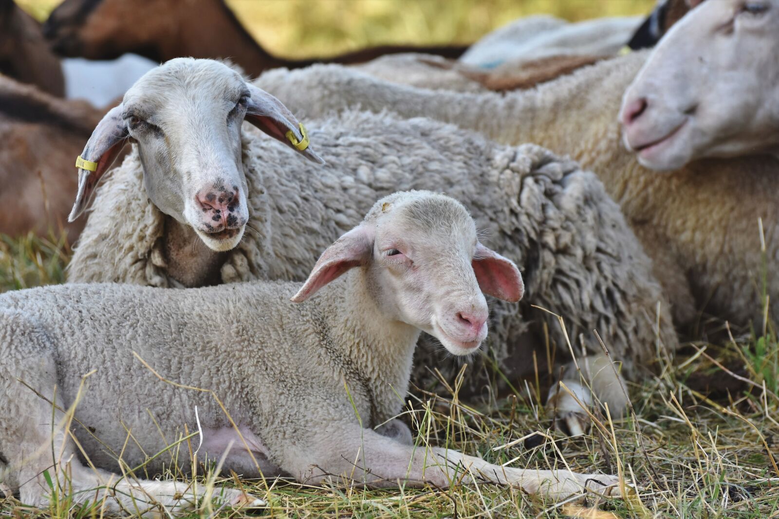 Nikon D7200 sample photo. Lamb, sheep, schäfchen photography
