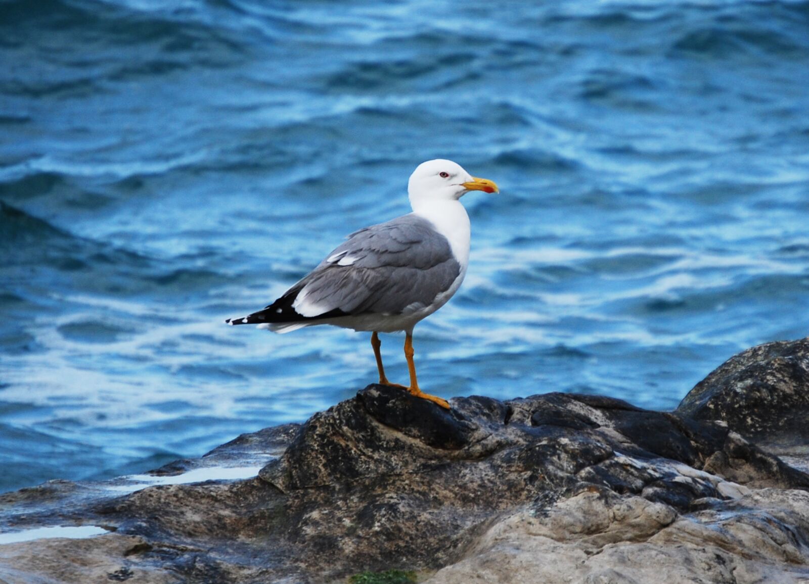 Nikon D60 sample photo. Seagull, volatile, sea photography