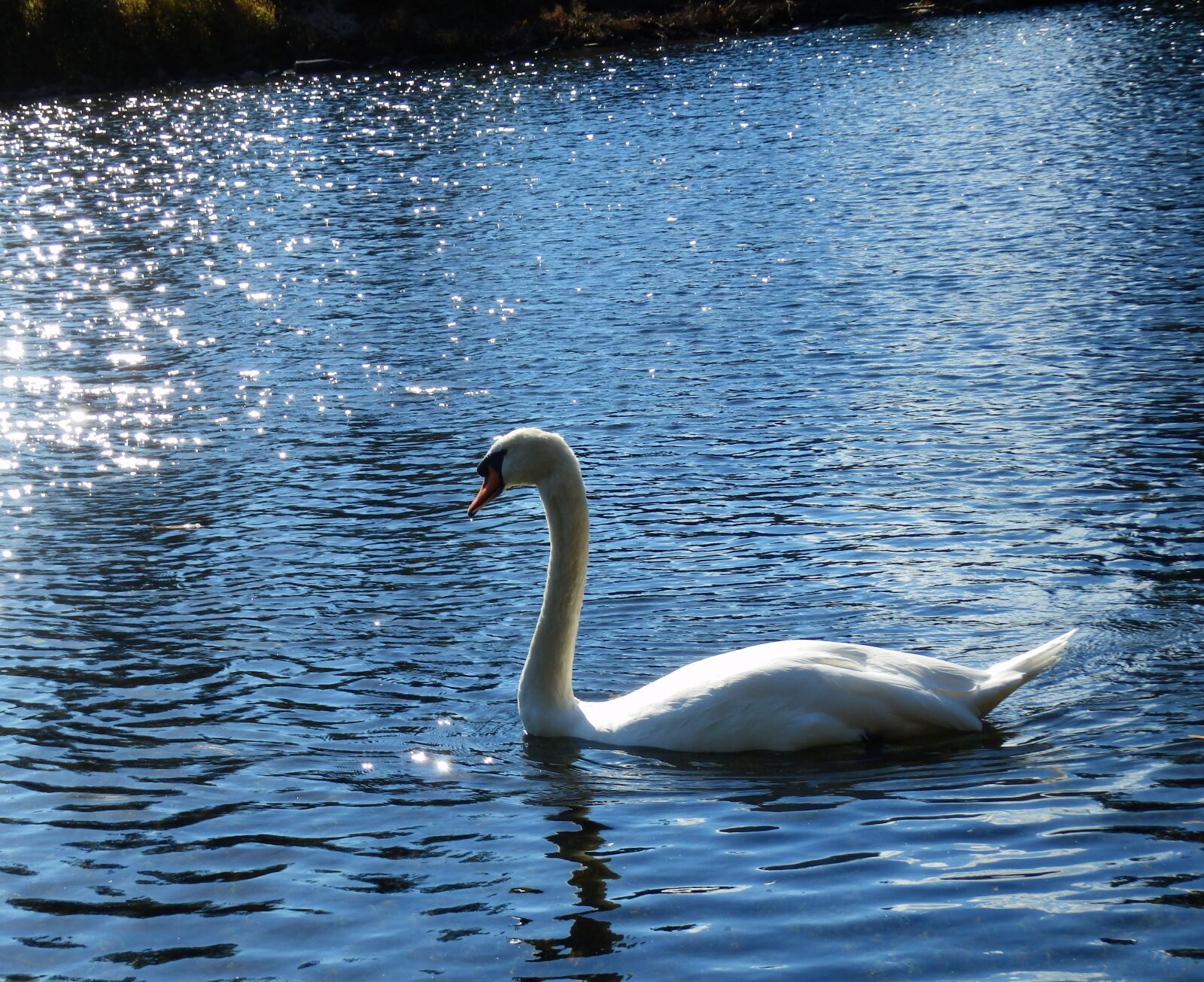 Olympus SZ-31MR sample photo. Swan, lake, bird photography